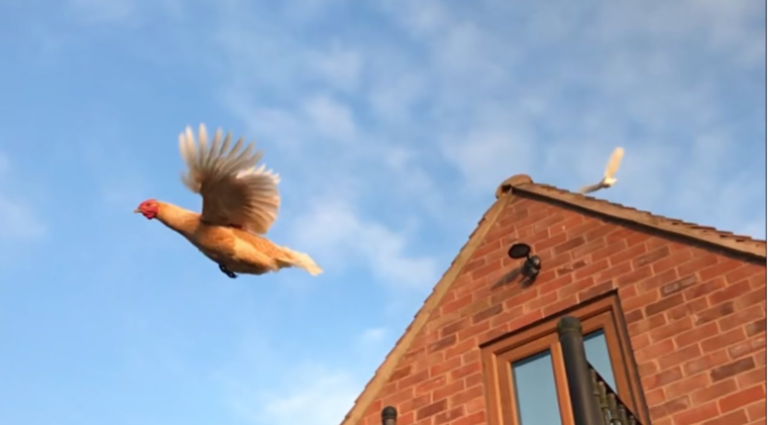 Little Wife Flies the Coop